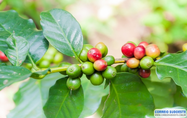 Meliantes-furtam-cafés-ainda-no-pé,-mais-um-problema-para-os-produtores