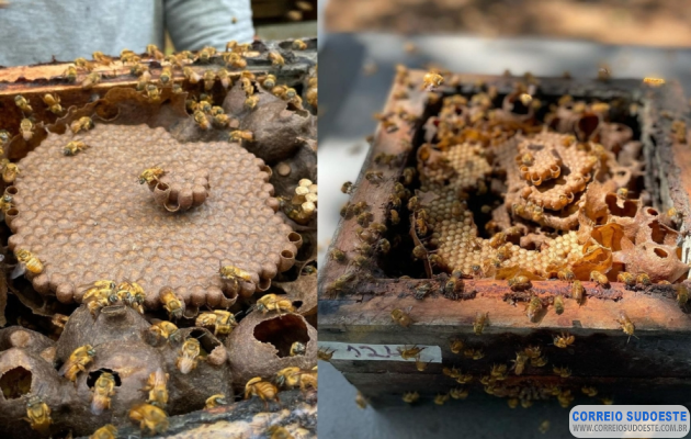 Por-ser-mais-raro,-mel-de-abelhas-sem-ferrão-pode-custar-até-R$-800-o-litro