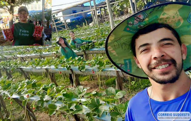 Morango-do-Amor:-doce-famoso-na-internet-ajuda-a-manter-preço-em-alta