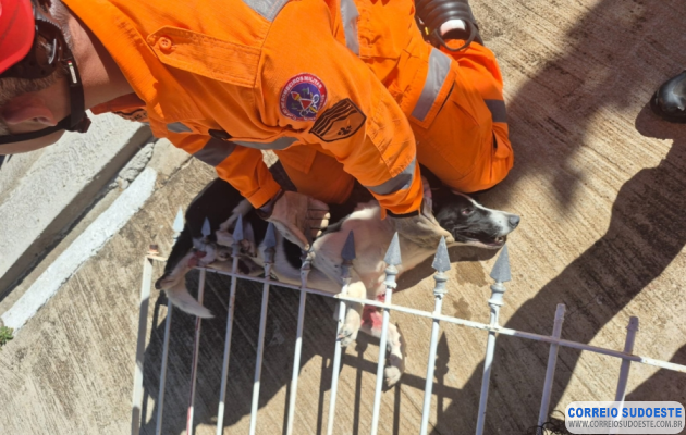 Bombeiros-resgatam-cão-preso-em-portão-em-Guaxupé