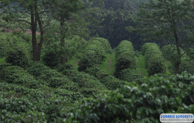7º-Fórum-Café-e-Clima-da-Cooxupé-analisa-safras-2025-e-2026