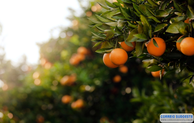 IMA-alerta-produtores-de-frutas-para-praga-que-afeta-plantações-de-limão,-laranja-e-tangerina
