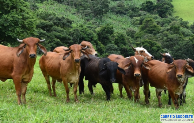 Governo-de-Minas-convoca-produtores-rurais-para-atualizarem-os-dados-de-animais-até-30/6
