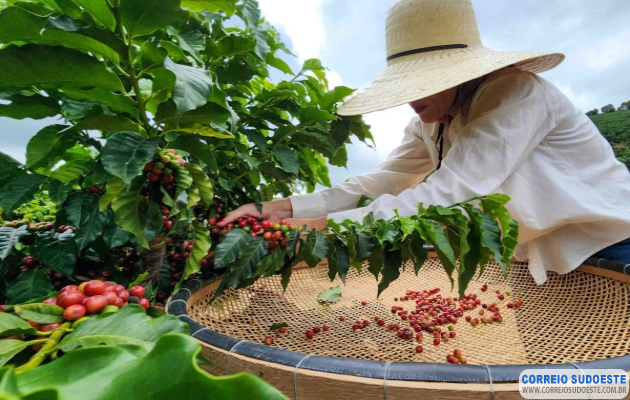 Cooxupé-registra-91,3%-da-colheita-de-café-em-sua-área-de-atuação