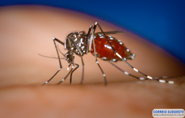 Crianças-de-até-5-anos-morrem-mais-de-dengue,-revela-pesquisa