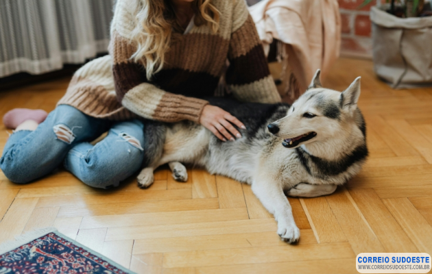 CMA-aprova-regras-para-guarda-de-animais-de-estimação-em-caso-de-separação