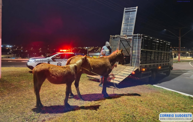 Cavalos-soltos-são-recolhidos-pela-Guarda-Civil-Municipal-em-Guaxupé