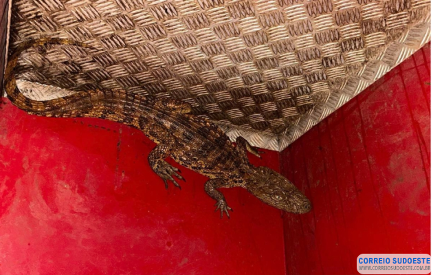 Bombeiros-de-Passos-realizam-captura-de-filhote-de-jacaré-em-área-urbana