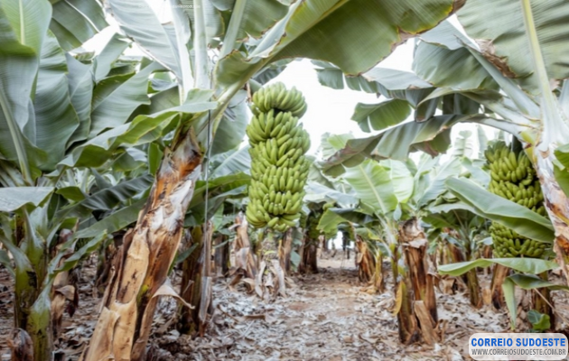 Mulher-é-condenada-por-incêndio-que-atingiu-plantação-de-vizinha