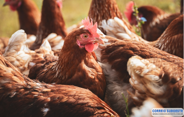 Vereadores-de-Guaxupé-derrubam-veto-e-garantem-criação-de-aves-na-cidade