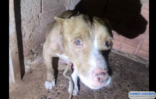 MPMG-ajuíza-ação-civil-pública-por-maus-tratos-contra-cão-em-Arceburgo