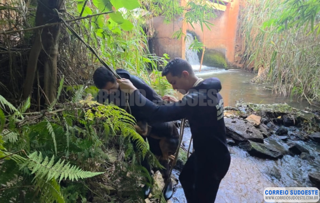 Bombeiros-de-Alfenas-resgatam-cão-ilhado-em-operação-arriscada-na-zona-rural-de-Serrania