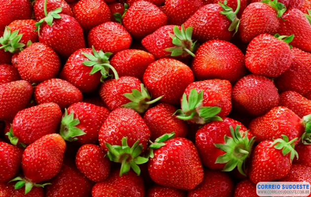 Morango-egípcio-ameaça-produção-do-Sul-de-Minas